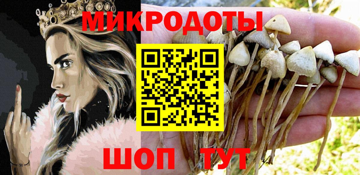 Галлюциногенные грибы Psilocybe  Дмитров 